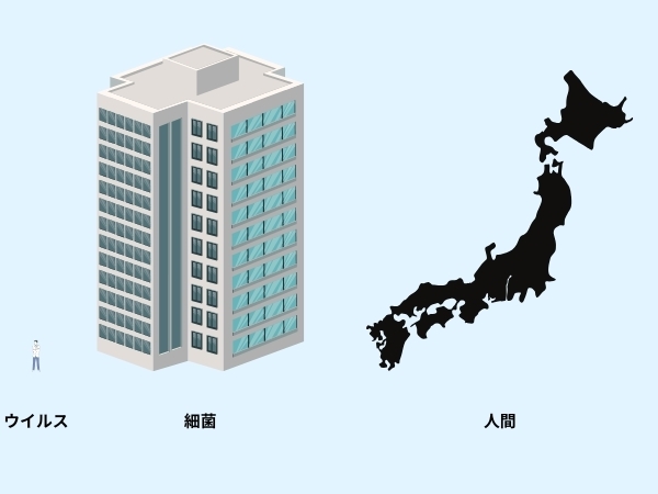 大きさ比較